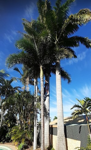 Luke's Tree Services